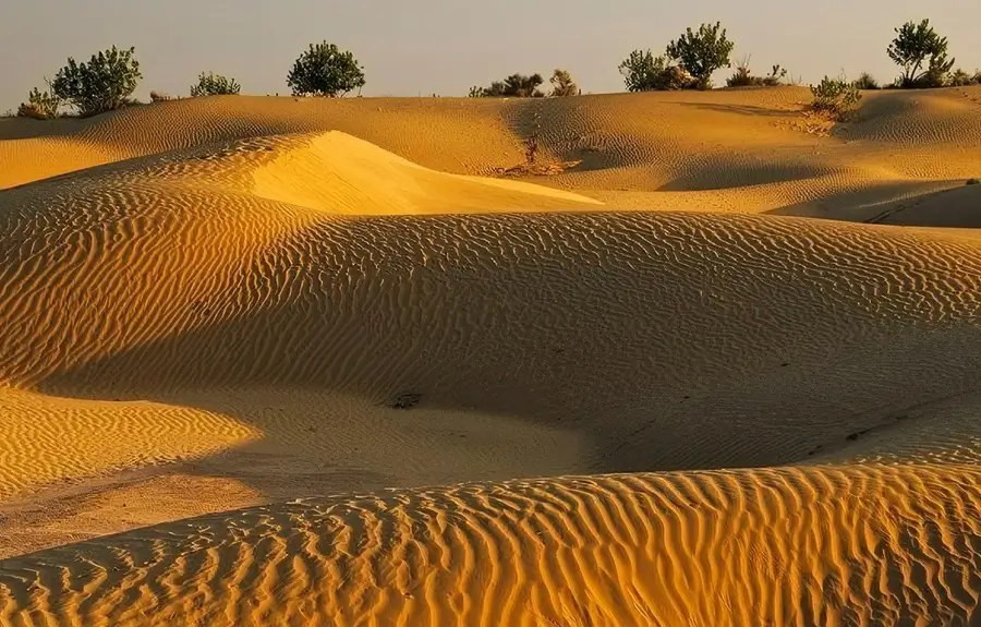 Golden Borders & Dunes: