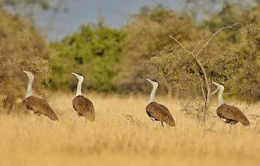 Heritage & Wild Trails: Hotel Stay + Desert National Park Safari